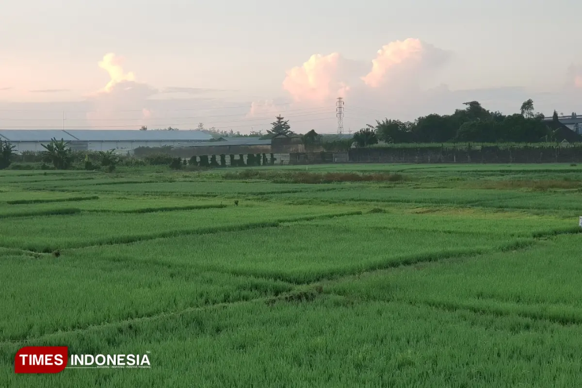 DTPHP Pastikan Belum Ada Pertanian di Kabupaten Malang yang Terdampak Kekeringan