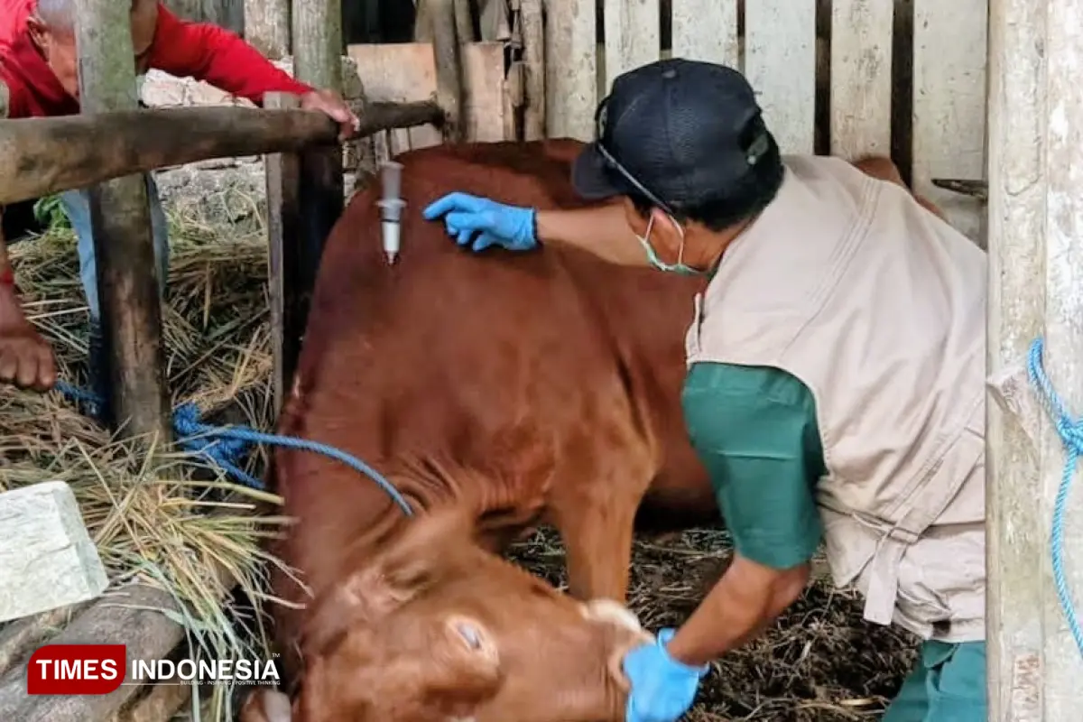 Baru 7 Ribu Ternak di Pacitan Terima Vaksin, Stok Masih Menumpuk 20 Ribu Dosis