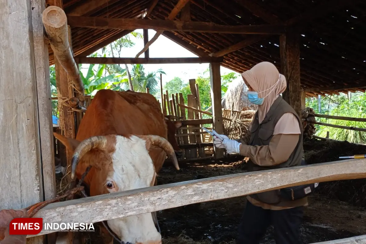 Vaksinasi Antraks Baru Capai 25 Persen di Kabupaten Pacitan