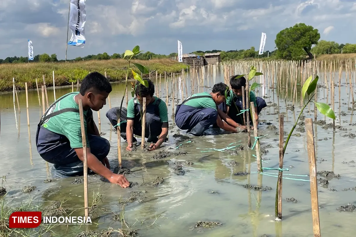 Freeport Indonesia Targetkan Penanaman 50 Ribu Mangrove di Gresik, Investasi untuk Bumi