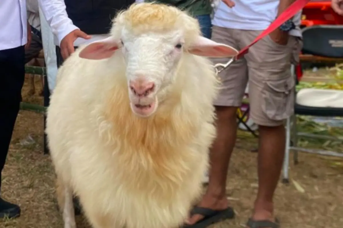 Shaun the Sheep Versi Lokal, Hasil Persilangan Lokal Peternak Bondowoso