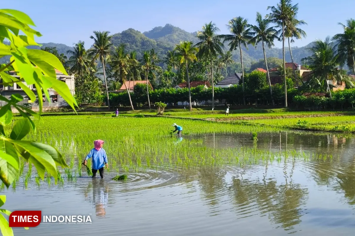 Jaringan Irigasi Perpompaan Baru Jangkau 7 Persen Sawah di Pacitan, Ancam Produktivitas Padi
