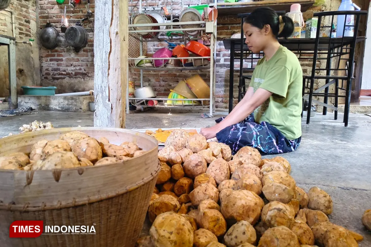 Petani di Pegunungan Pacitan Siasati Musim Kemarau dengan Panen Temulawak