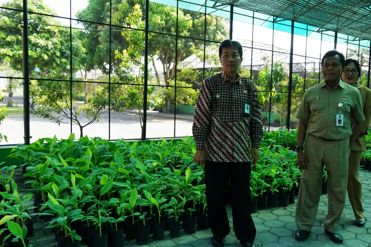 Permintaan Bibit Pisang Tembus Kalimantan, Pemkot Yogyakarta Genjot Kultur Jaringan