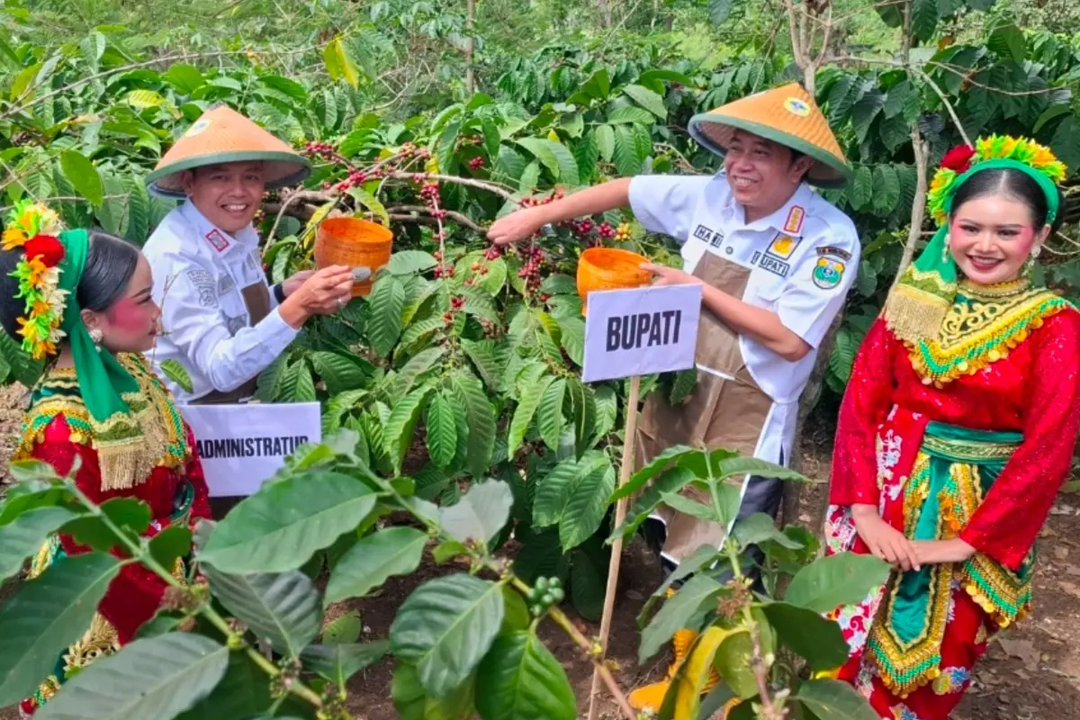 Petani Kopi Ijen-Raung Bondowoso Sebut Produksi Arabika Menurun