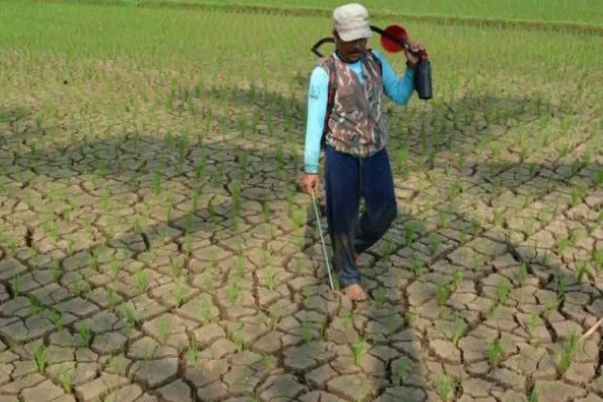 Ancaman di Balik Kemarau, Ribuan Hektare Sawah di Majalengka Dihantui Kekeringan