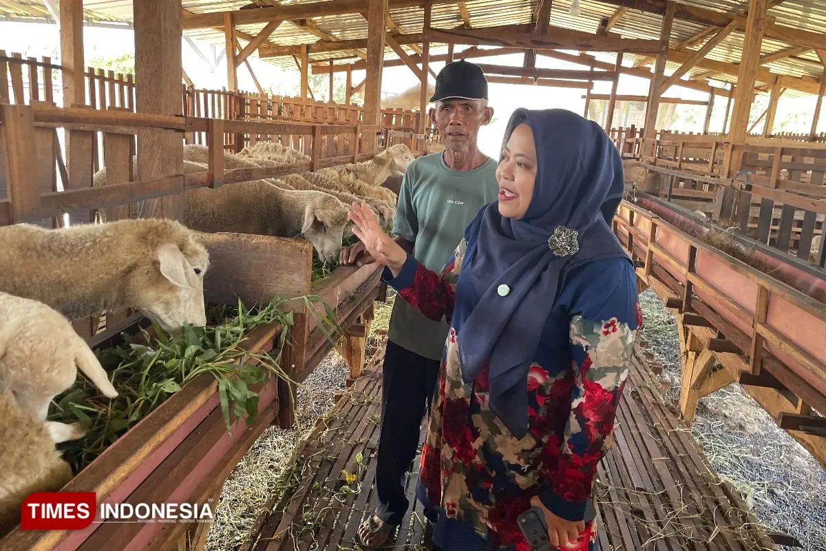 Melihat Peternakan Kambing Tengah Kota Gresik, Tak Bau dan Tertata Rapi