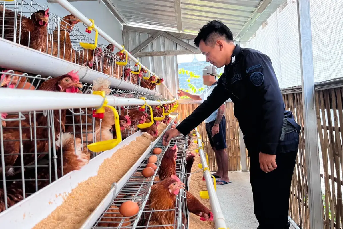 Dukung Ketahanan Pangan, Warga Rutan Banjarnegara Ternak Ayam Petelur, Segini Hasilnya