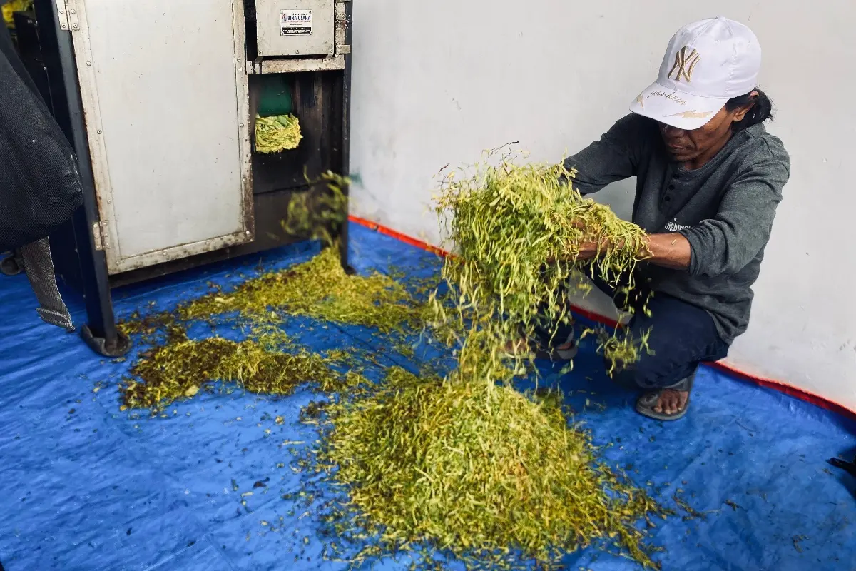 Lewat Dana Cukai, Pemkab Gresik Genjot Pemberdayaan Petani Tembakau