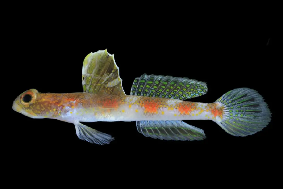 Tomiyamichthys Oriens, Spesies Baru Ikan Gobi Udang yang Ditemukan BRIN di Banyuwangi