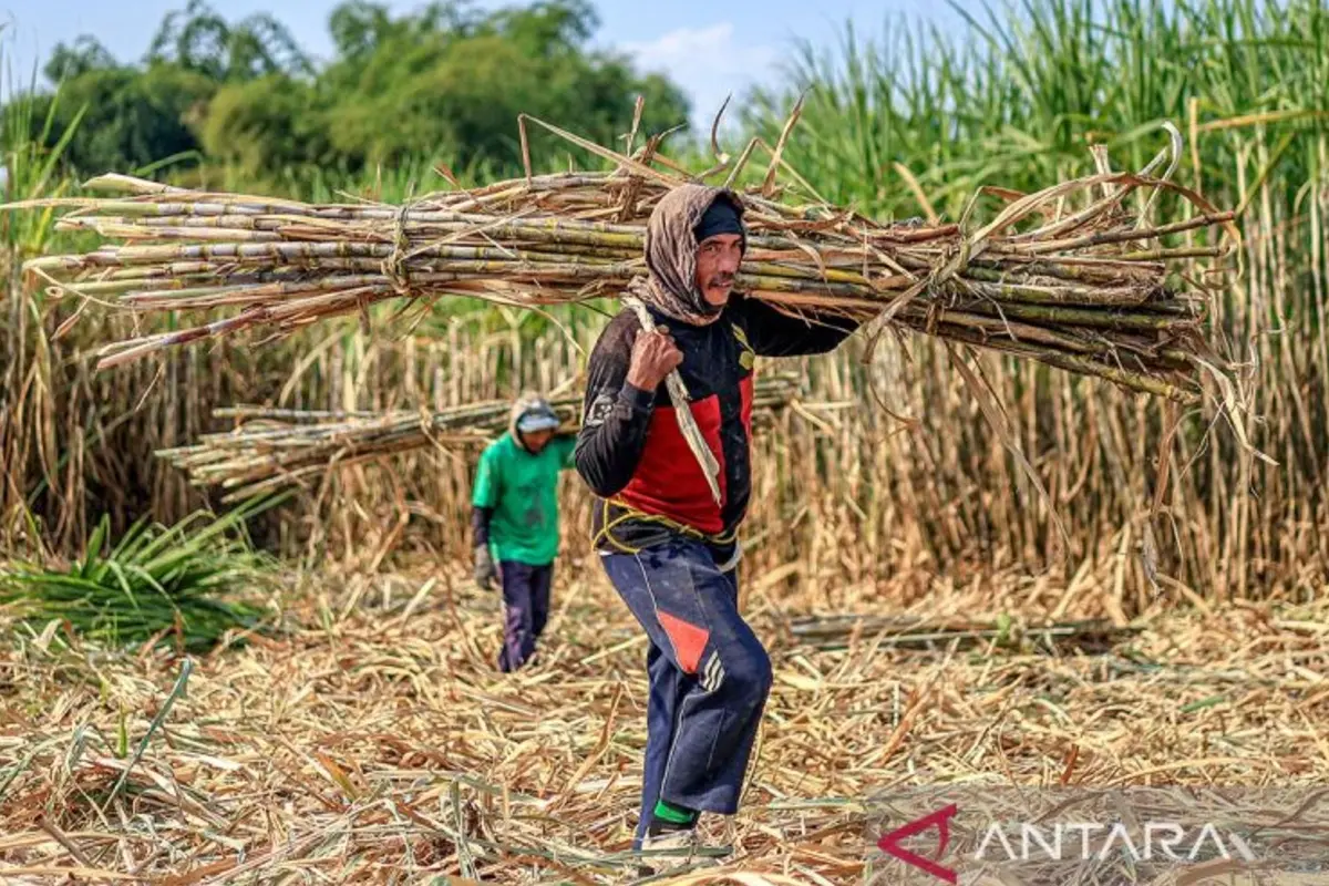 Kejar Target Swasembada Gula 2 Tahun, Mentan Amran Tancap Gas Peremajaan Tebu Masif