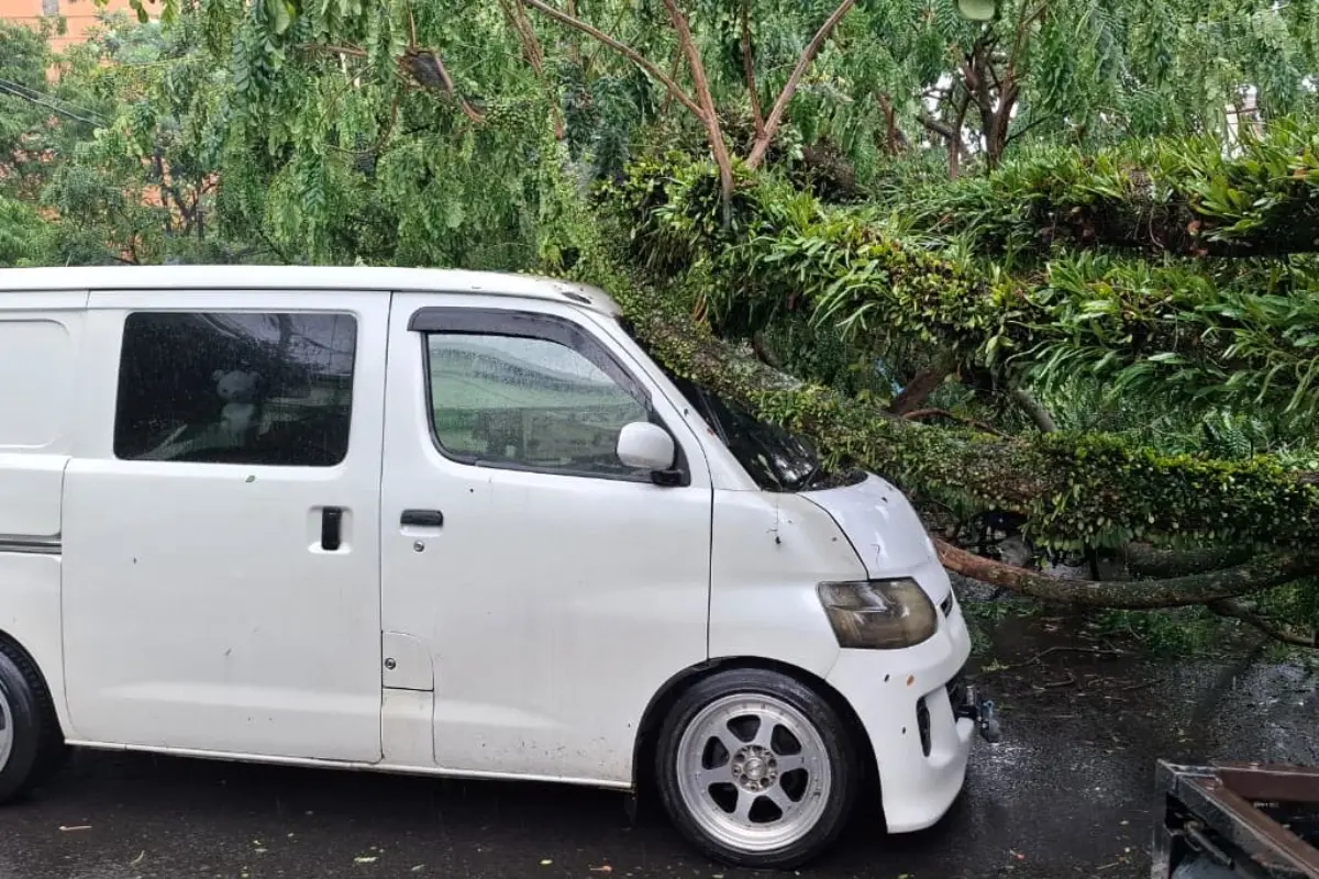 Waspada Pohon Tumbang! BMKG Peringatkan Angin Kencang Melanda Malang Raya hingga Akhir Juli