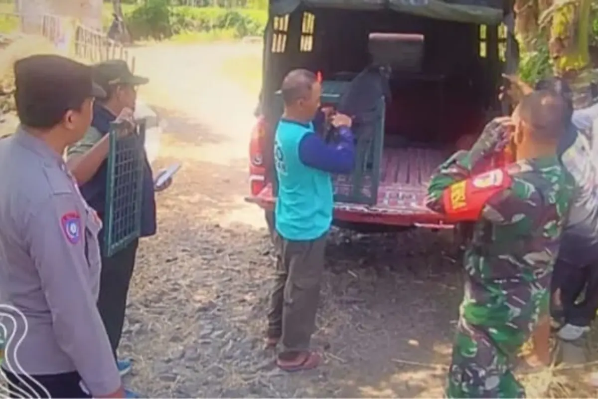 Lutung Jawa Dipelihara Warga Bondowoso, BBKSDA Evakuasi "Momon" untuk Direhabilitasi