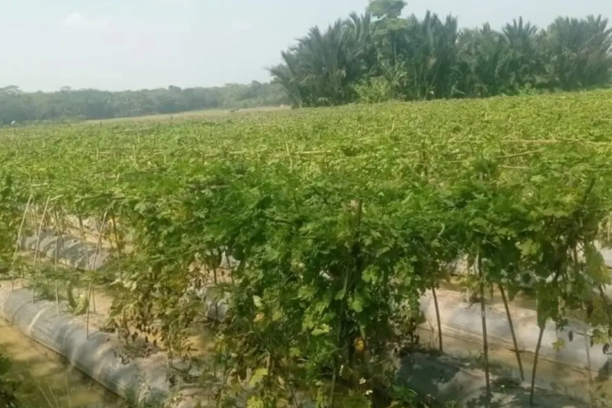 Atasi Kekeringan, Petani di Lebak Beralih Tanam Sayur Dataran Rendah