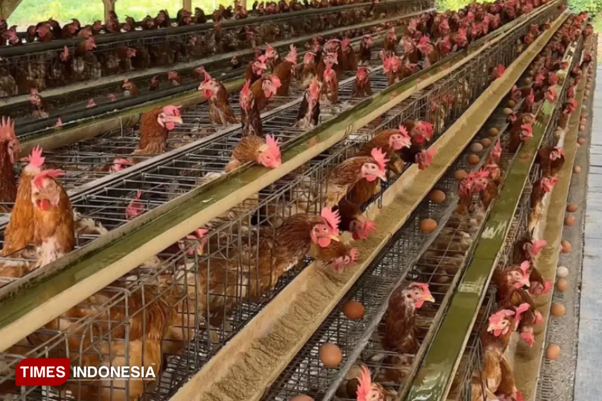 Alarm Bahaya Peternak Kota Batu, Ayam Tetap Makan, Pemiliknya Justru Kehabisan Modal