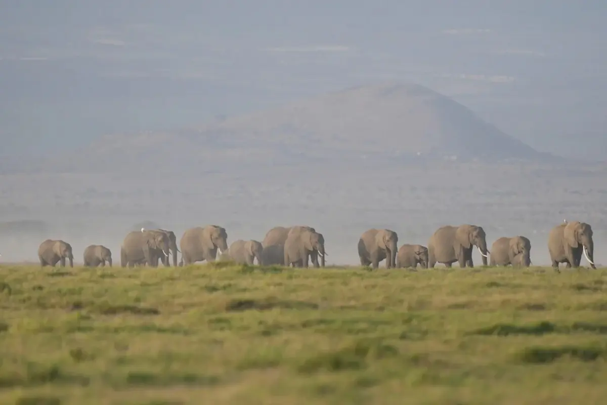 15 Gajah di Taman Nasional Amboseli Mati Mendadak, Penyebabnya Masih Misteri