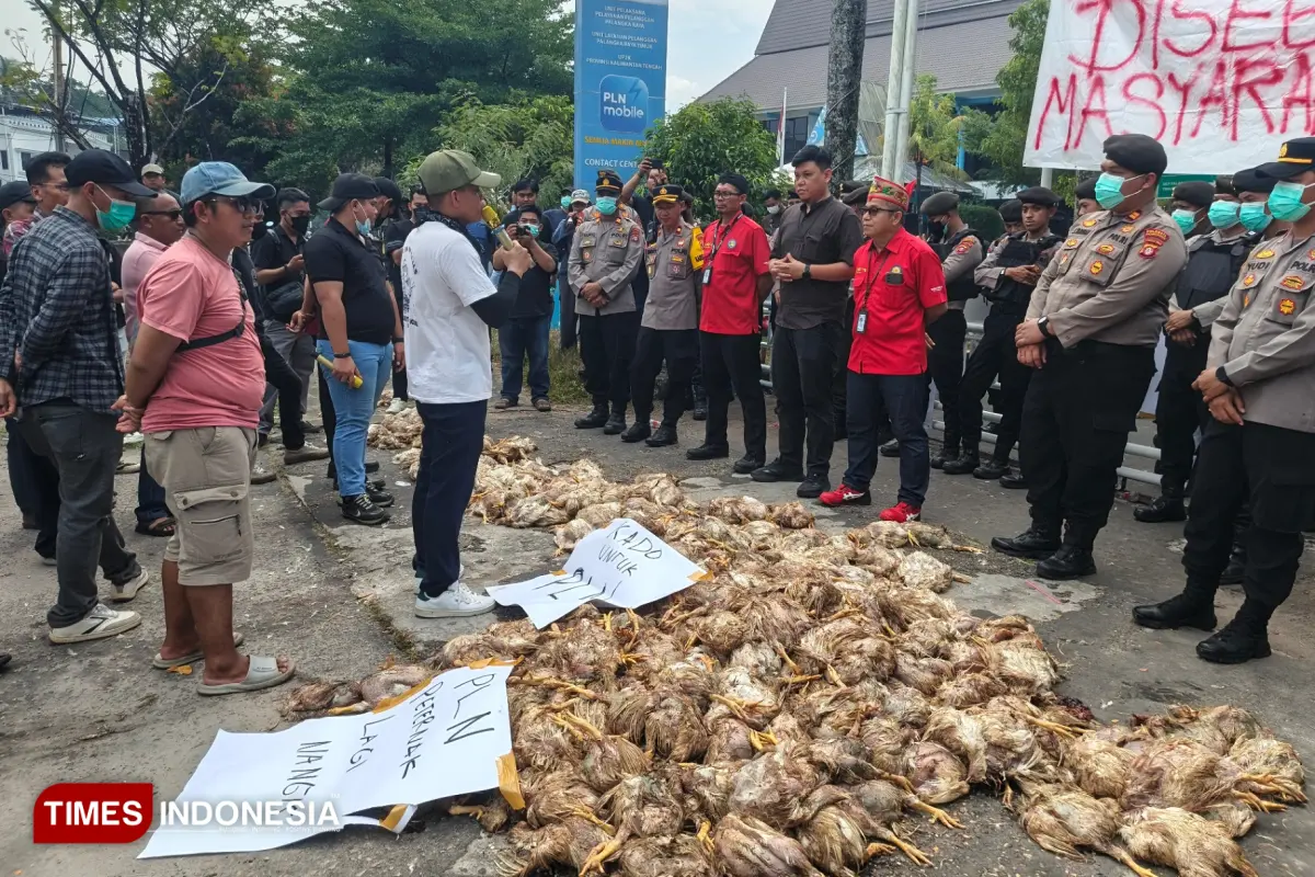 Pemadaman Listrik Berkepanjangan, Peternak Kalteng Kirim Ribuan Ayam Mati ke Kantor PLN
