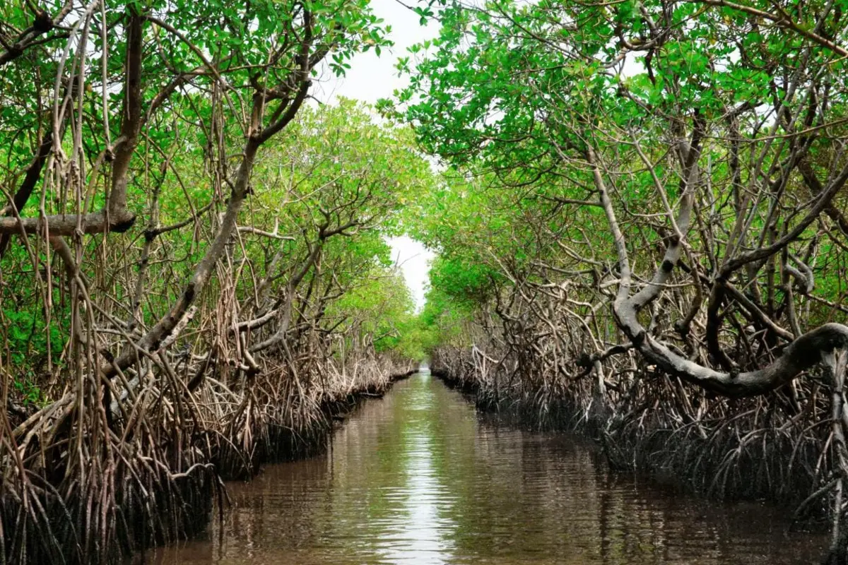 Kaltim Kehilangan 102 Ribu Ha Mangrove, Targetkan Rehabilitasi 6.486 Hektare hingga 2026