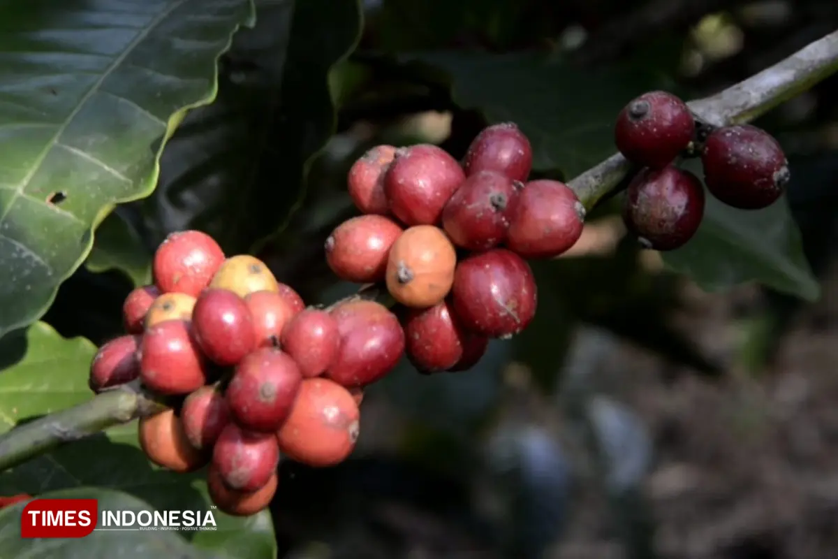 Panen Kopi Malang 2026: Hasil Menurun, Harga Turun, Semangat Petani Lereng Semeru Tak Pernah Padam