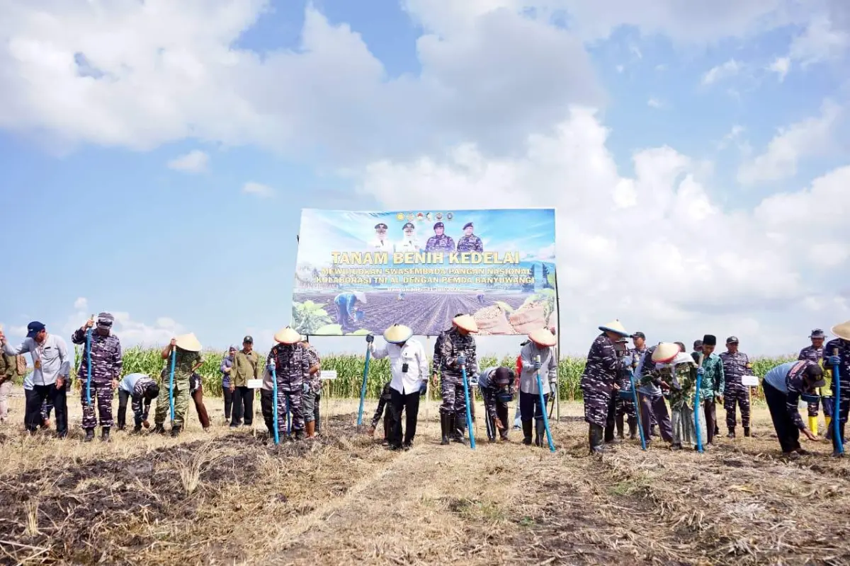 TNI AL dan Pemkab Banyuwangi Perluas Lahan Kedelai 1.200 Hektare untuk Dukung Swasembada Pangan