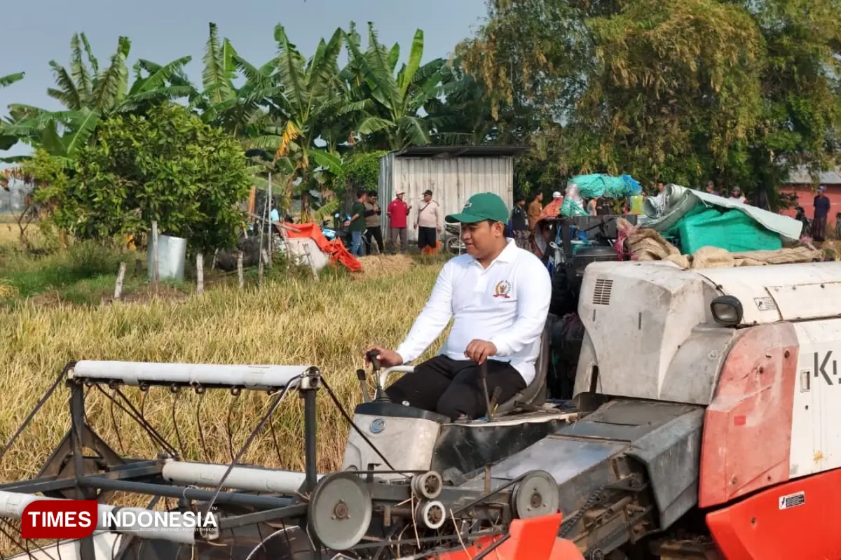 Panen Perdana Mina Padi di Gresik Tunjukkan Hasil Positif, Hasilkan 10 Ton per Hektare
