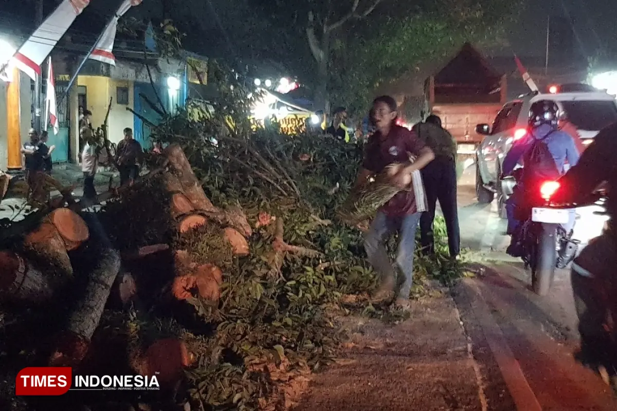 Pohon Mahoni Tumbang di Pakisaji Malang Timpa Motor dan Mobil, Enam Orang Terluka