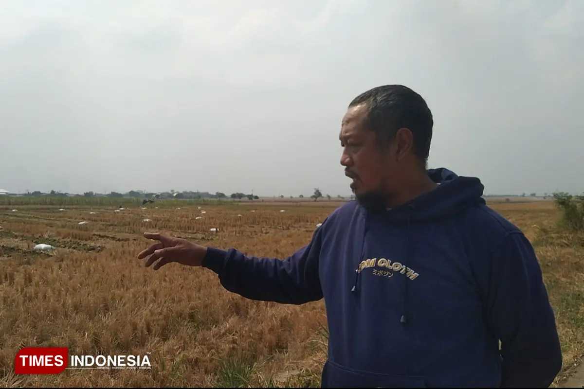 Belum Habis Masa Sewa, 4 Hektare Tebu Penggarap Majalengka Dirusak