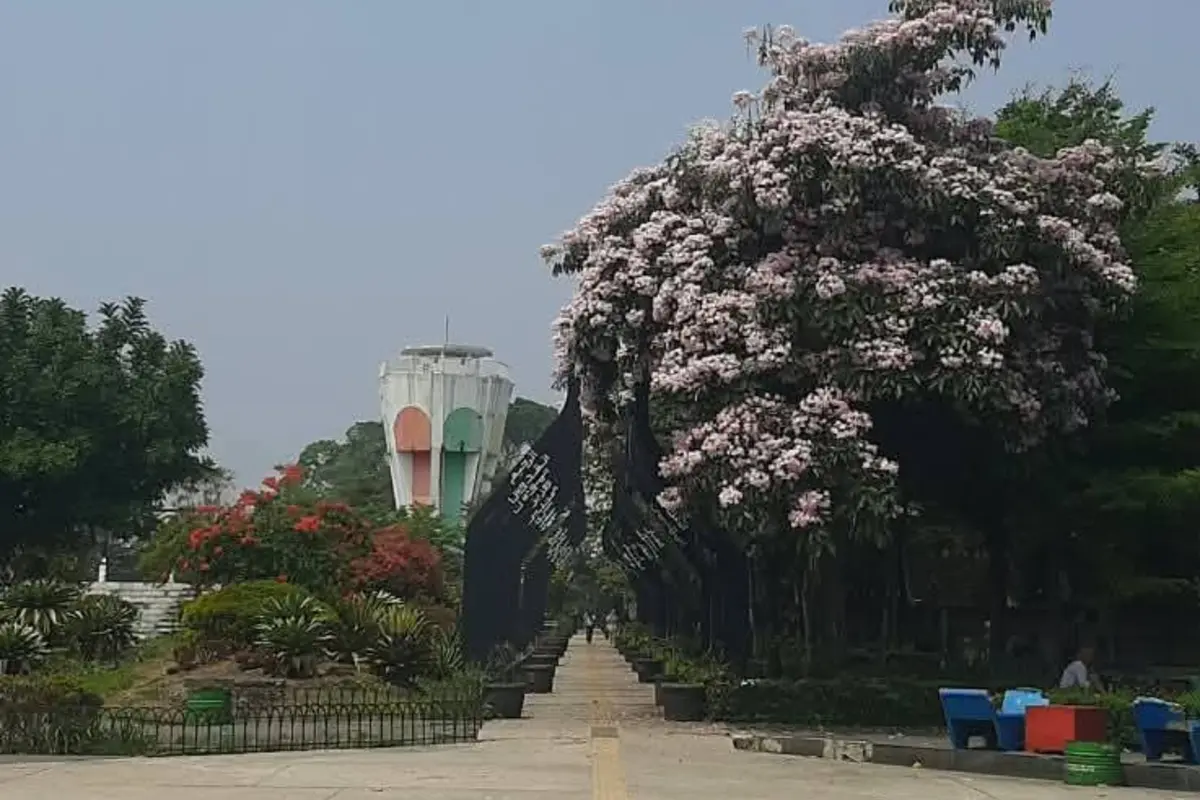 Keindahan Bak di Negeri Jepang, Bunga Tabebuya Hiasi Jalanan Cianjur