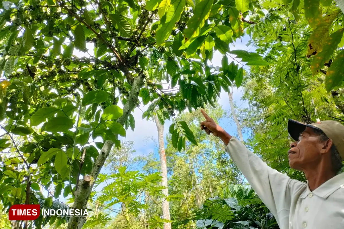 Rusaknya 900 Hektare Kebun Kopi di Pacitan, Pemkab Baru Mampu Pulihkan 16 Hektare Tahun Ini