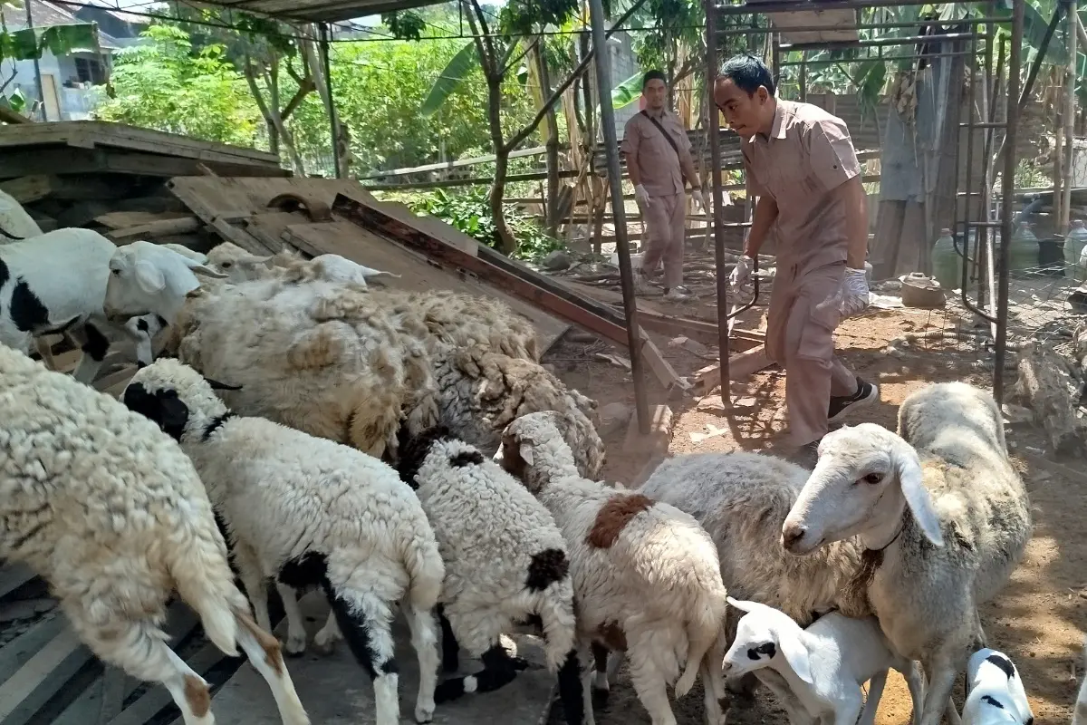 Waspada! Temuan Kasus Kudis, 305 Ekor Ternak Jadi Target Pemeriksaan ...